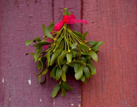 Real Mistletoe Fresh for Christmas time Tied With Ribbon for Hanging