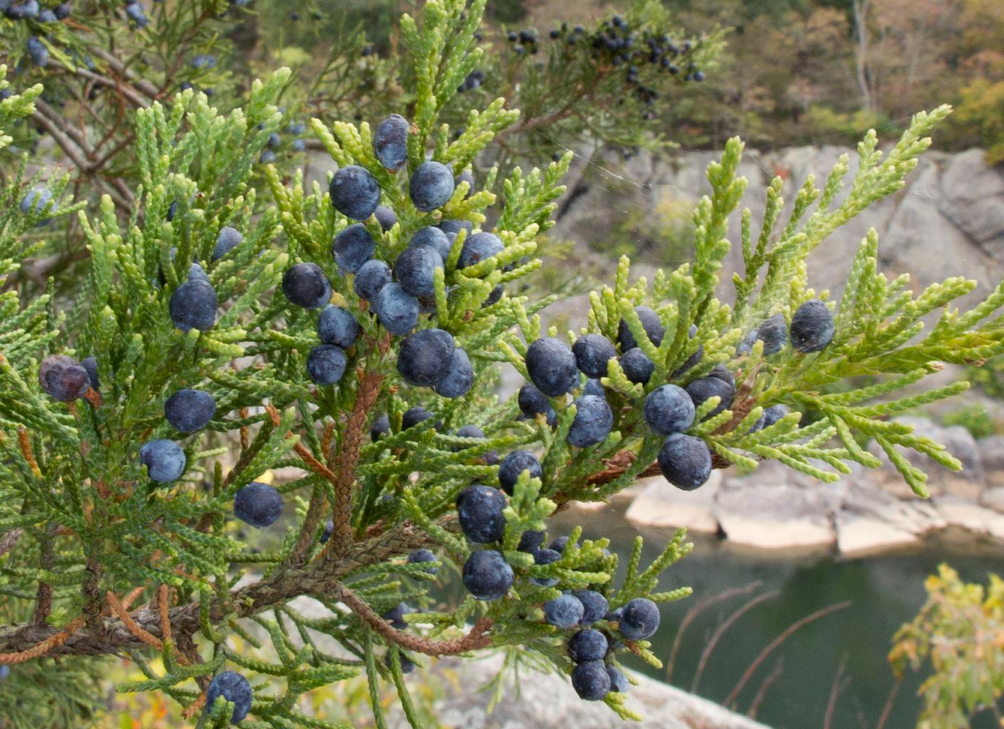 Freshly Cut Juniper Branches/ Boughs with Berries