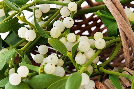 Box of Real Mistletoe Sprigs