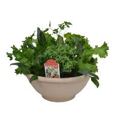 Living Salad Bowl