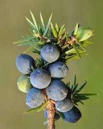 Juniper Berries