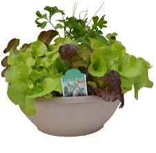 Living Salad Bowl