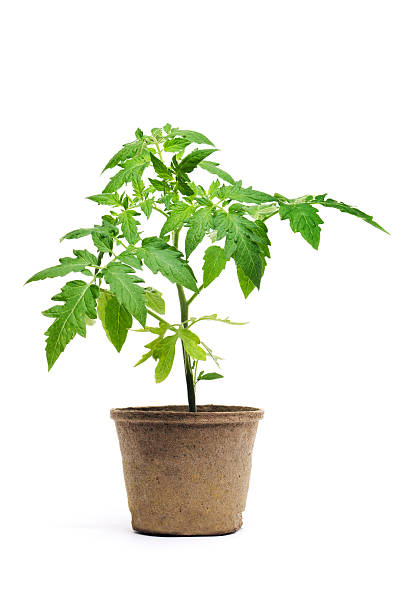 Tomato Plants Live 2 Pack