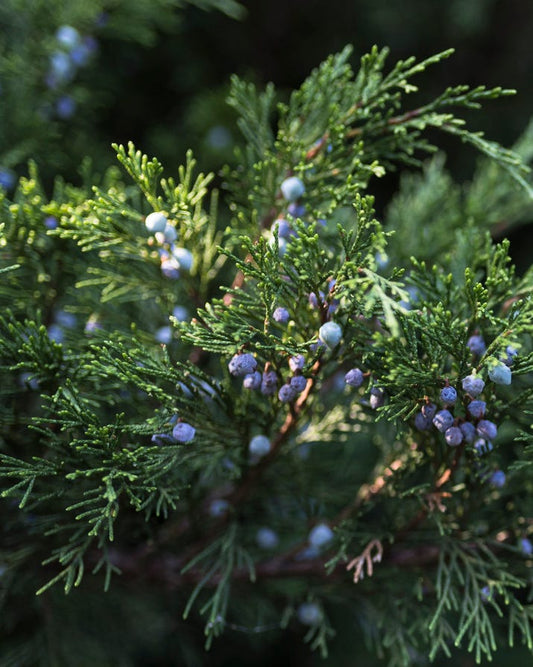 Freshly Cut Juniper Branches/ Boughs with Berries