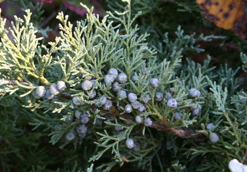 Juniper Berries