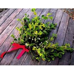 Real Mistletoe Fresh for Christmas time Tied With Ribbon for Hanging