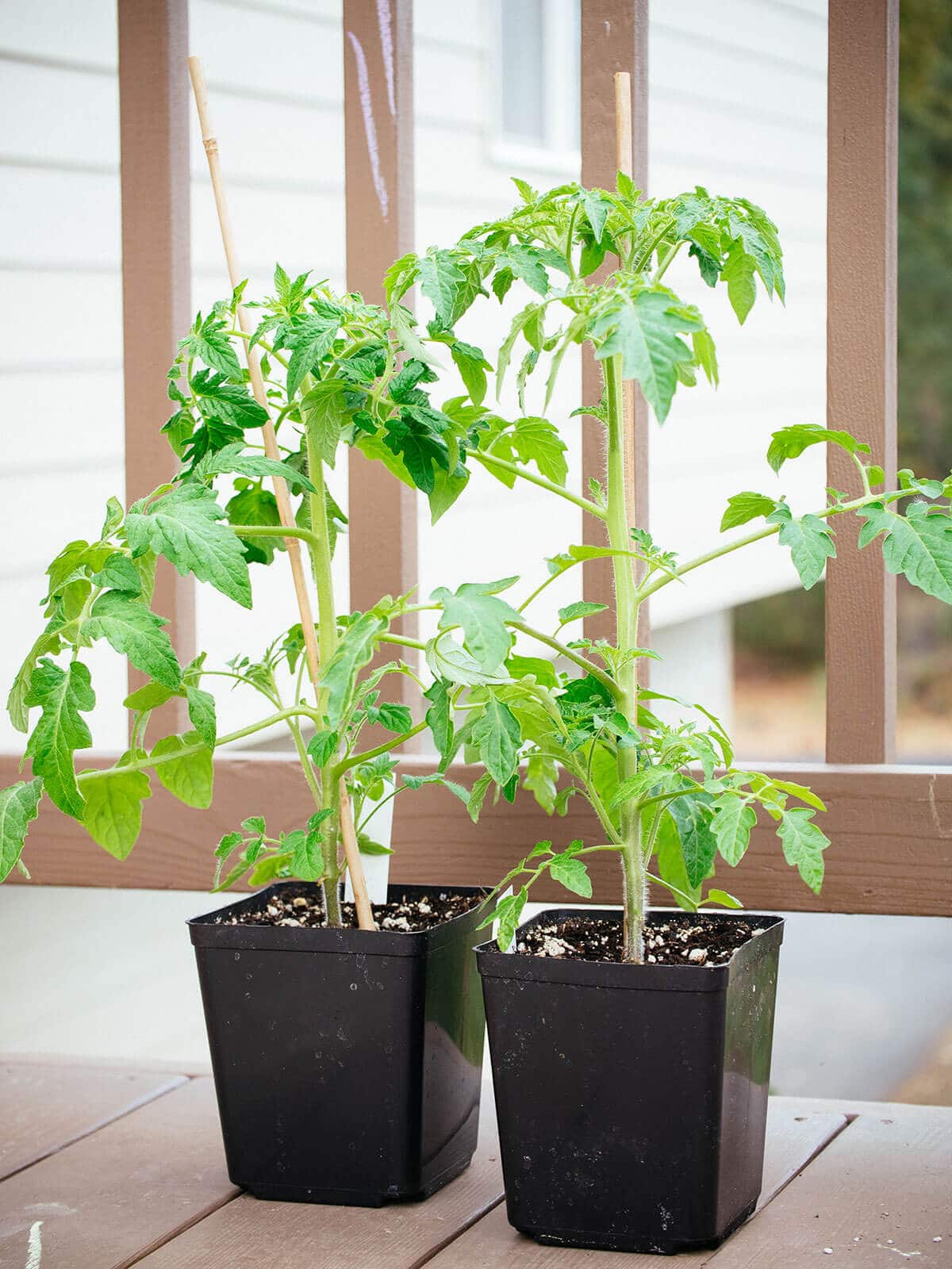 Tomato Plants Live 2 Pack